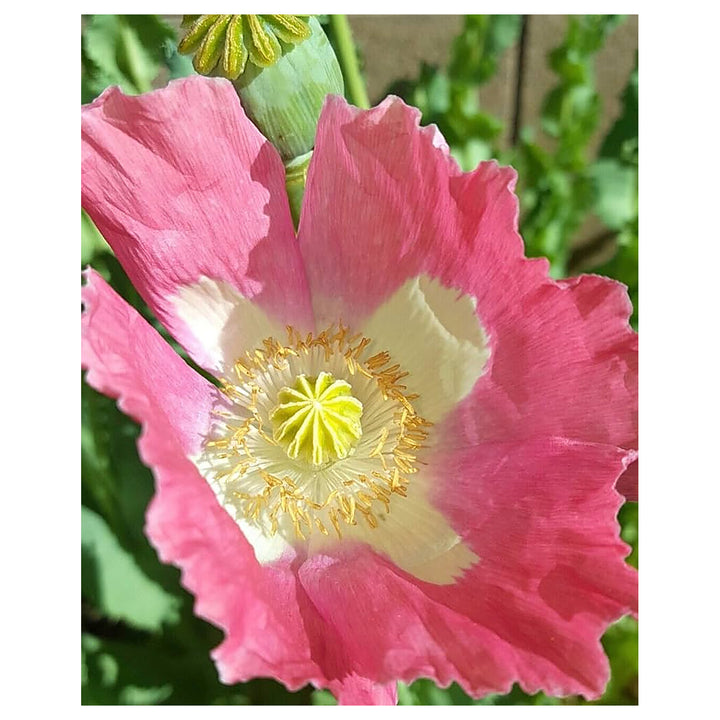 Afghan Special Poppy Papaver Somniferum For Planting In Flower Bed Flower Seeds for Home Garden | Neera Seeds product photo [neera-v4-5a172a0588d3771cee3f]