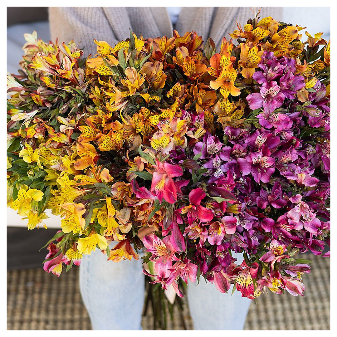 Alstroemeria Flower Seeds – Heirloom, Non-GMO, High Germination Peruvian Lily Organic Garden Seeds for Planting | Neera Seeds product photo [neera-v4-5a319d9257fc32b096f8]