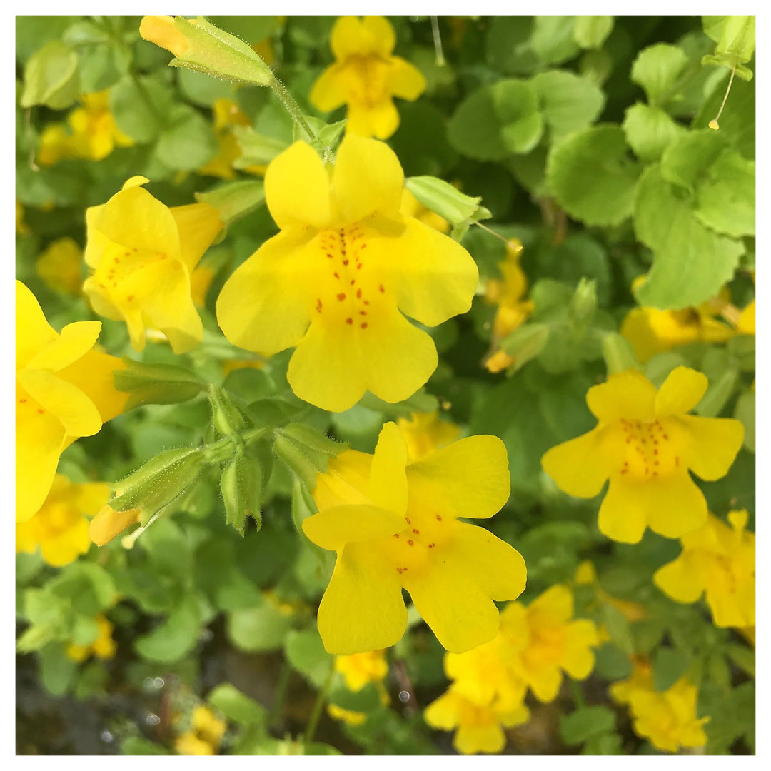 Heirloom Mimulus Guttatus Flower Seeds – Non-GMO Yellow Monkey Flower for Wetland Garden Planting | Neera Seeds product photo [neera-v4-5a67289b8935733d40be]