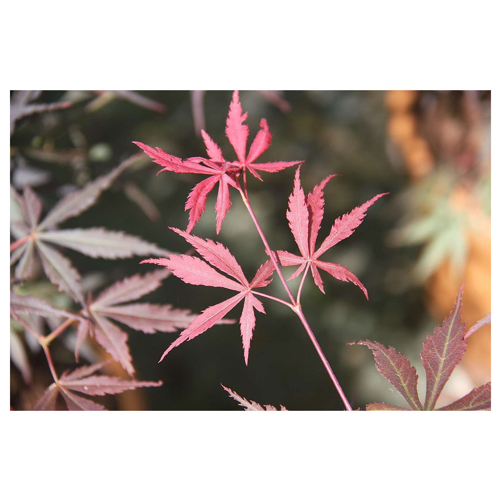 Maroon Suminagashi Plant Seeds – Heirloom Non-GMO Japanese Peony Seeds for Striking Garden Blooms | Neera Seeds product photo [neera-v4-5a7e29156fb50893b7bd]