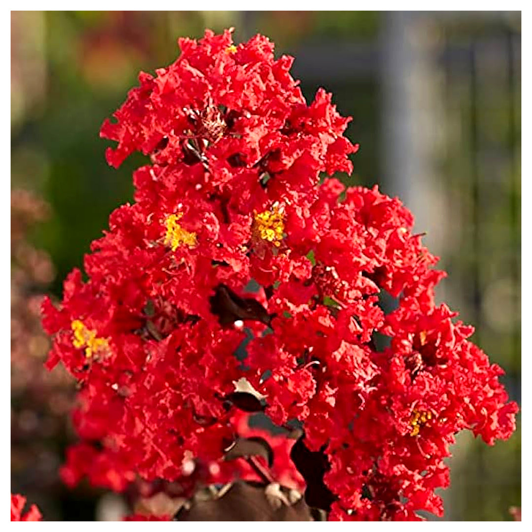 Red Crape Tree Flower Seeds for Planting – Heirloom, Non-GMO, High Germination, Organic Garden Seeds | Neera Seeds product photo [neera-v4-5a8121eb98558fbf16c3]