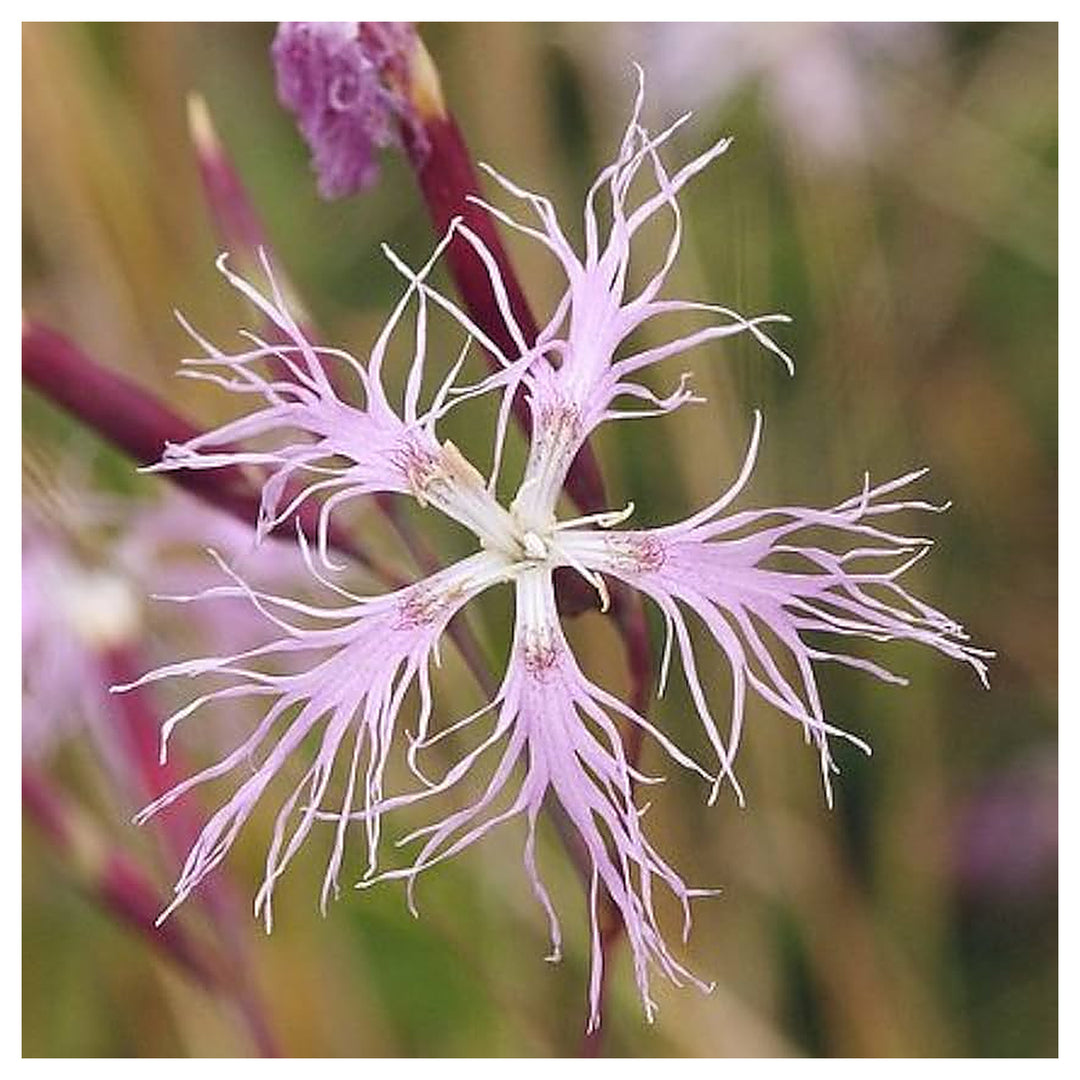 Pink Dianthus Planting Fringed Pinks Perennial Flowers Flower Seeds Home Garden Planting, | Neera Seeds product photo [neera-v4-5a88142b19f0a811b85f]