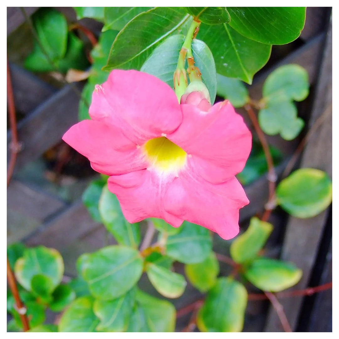 Heirloom Non-GMO Sanderi Flower Seeds – Unique Ornamental Blooms for Garden Planting | Neera Seeds product photo [neera-v4-5a891a2ac4138ce8d58b]