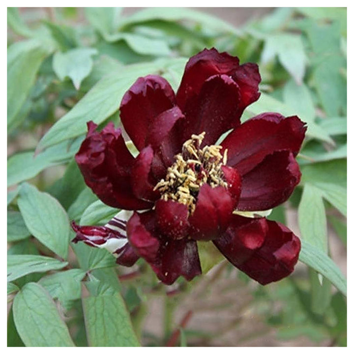 Chinese Suffruticosa Peony Flower Varieties Garden Pot Planting Flower Seeds Home Garden | Neera Seeds product photo [neera-v4-5a9228433f4296d64610]