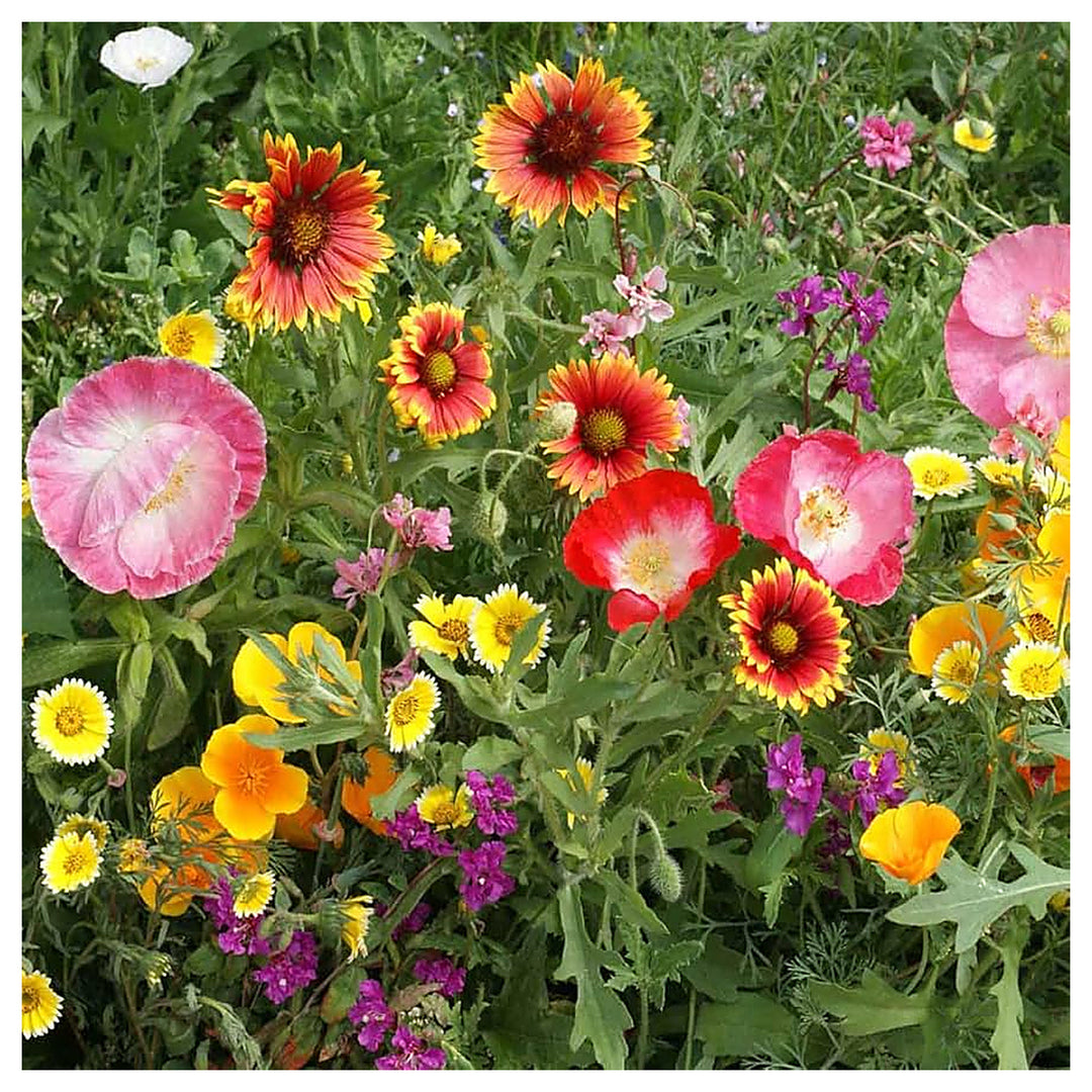 Southwest Wildflower Mixture Various Species For Planting In Wildflower Garden Flower Seeds for | Neera Seeds product photo [neera-v4-5aae14970c3046464a53]