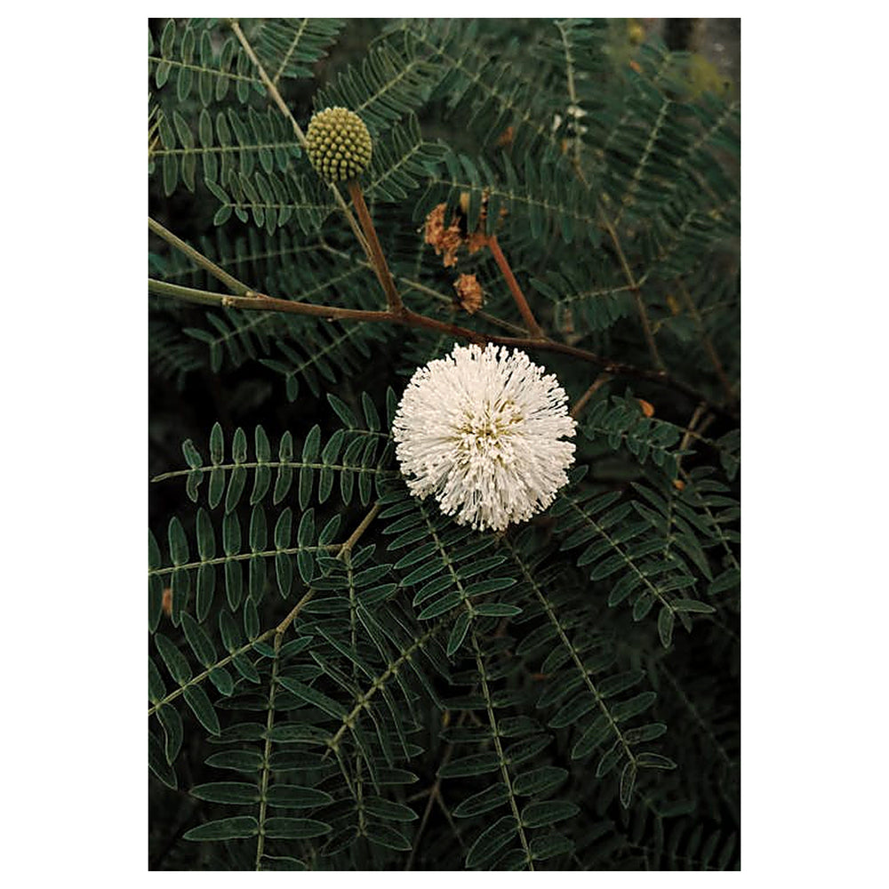 Heirloom River Tamarind Flower Seeds, Non-GMO Fast-Growing Blooms for Shade and Garden Planting | Neera Seeds product photo [neera-v4-5ab66dd50d7ba281f192]