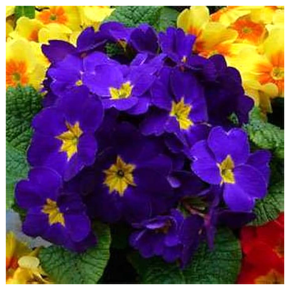 Heirloom Non-GMO Blue Cobalt Primrose Flower Seeds – Vibrant Colorful Blooms for Garden Planting | Neera Seeds product photo [neera-v4-5ab74dd69ddd9349da2a]