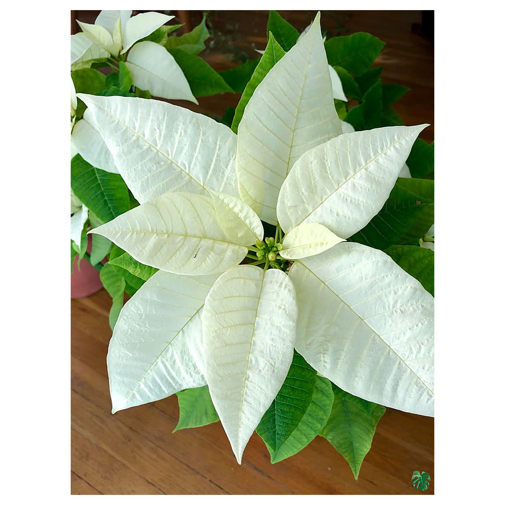 White Poinsettia Flower Seeds – Heirloom, Non-GMO Seeds for Planting | Festive Organic Garden Seeds | High Germinat | Neera Seeds product photo [neera-v4-5ac00329437fe7e01849]