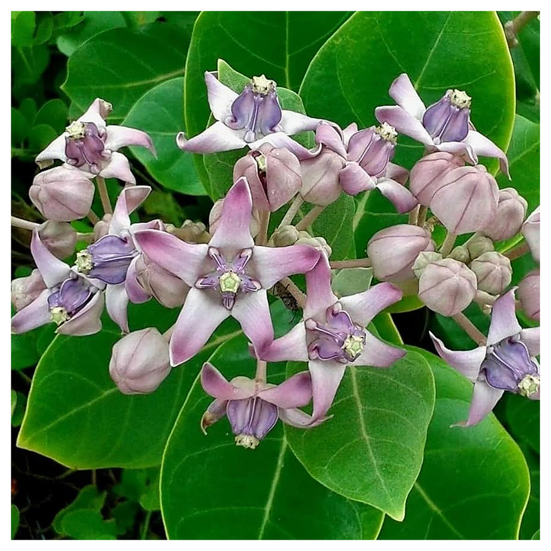Heirloom Calotropis Gigantea Flower Seeds, Non-GMO Giant Milkweed Blooms for Butterfly Garden Planting | Neera Seeds product photo [neera-v4-5af30c33d50551544d90]