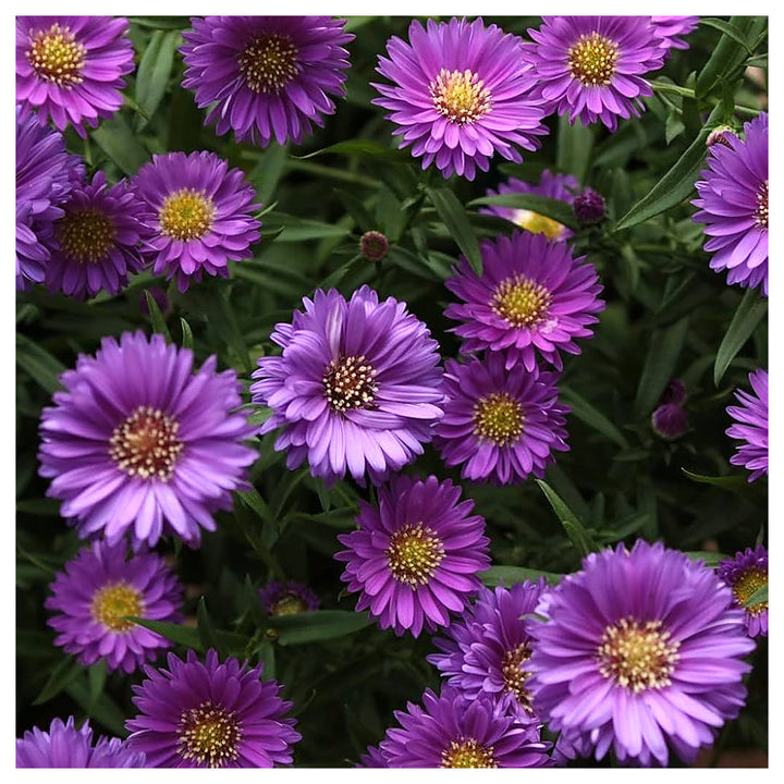 Lavender Chrysanthemum Aster Daisy Planting In Flower Garden Flower Seeds Home Garden | Neera Seeds product photo [neera-v4-5b09340fa3998e54c77f]