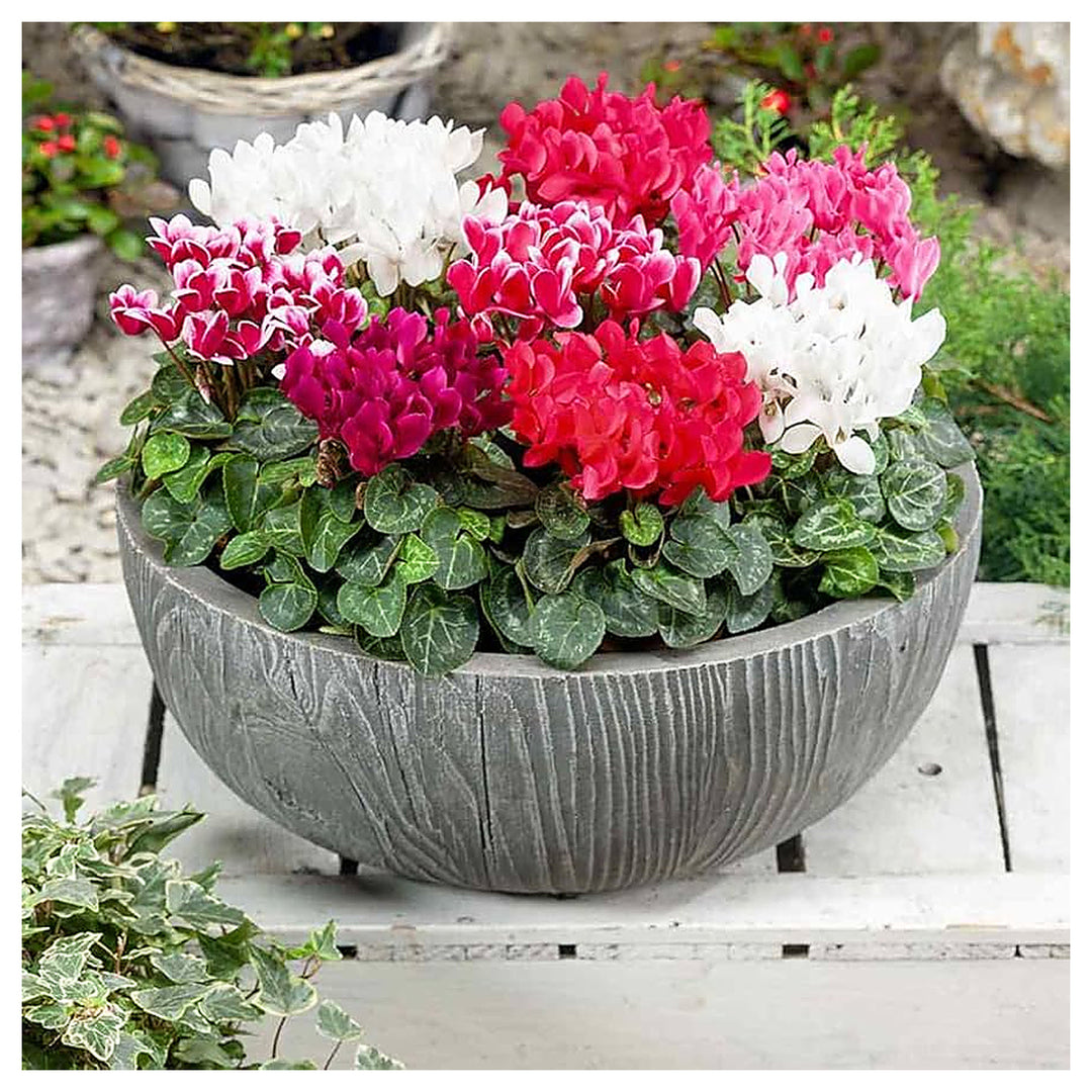 Cyclamen For Planting Cyclamen Persicum Alpenveilchen For Shaded Patios And Pots Flower Seeds for | Neera Seeds product photo [neera-v4-5b1348a0fd4ad50051f9]