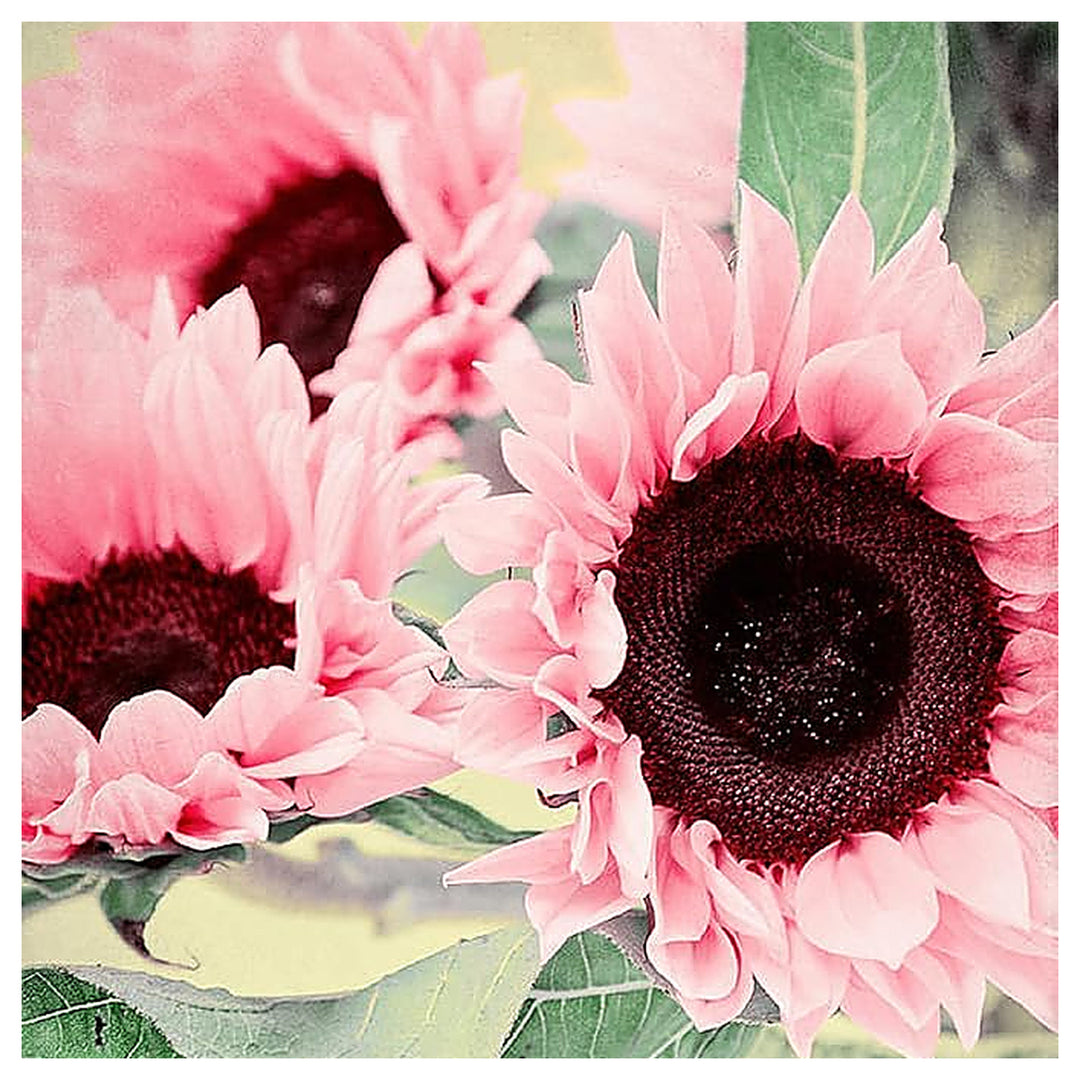 Heirloom Non-GMO Sunflower Flower Seeds for Planting – Bright Pollinator-Friendly Garden Blooms | Neera Seeds product photo [neera-v4-5b150d63ce04c0529647]
