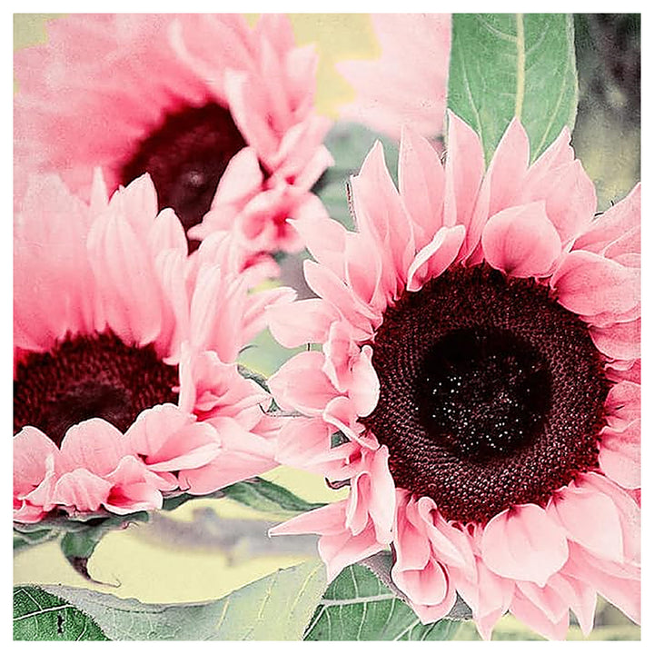 Heirloom Non-GMO Sunflower Flower Seeds for Planting – Bright Pollinator-Friendly Garden Blooms | Neera Seeds product photo [neera-v4-5b150d63ce04c0529647]