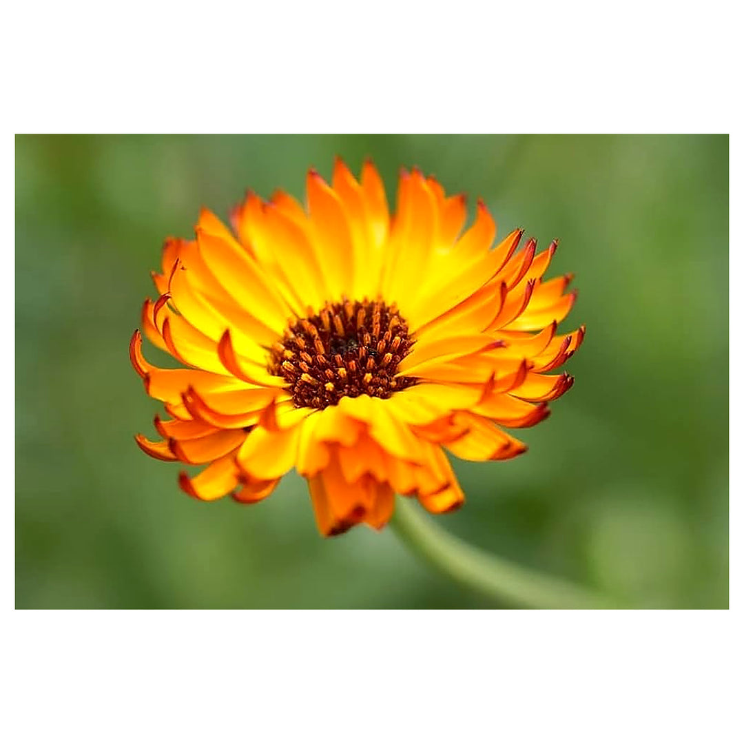 Indian Prince Calendula For Planting Calendula Officinalis For Cottage Garden And Pollinator Area | Neera Seeds product photo [neera-v4-5b157511d860b0d71aa2]