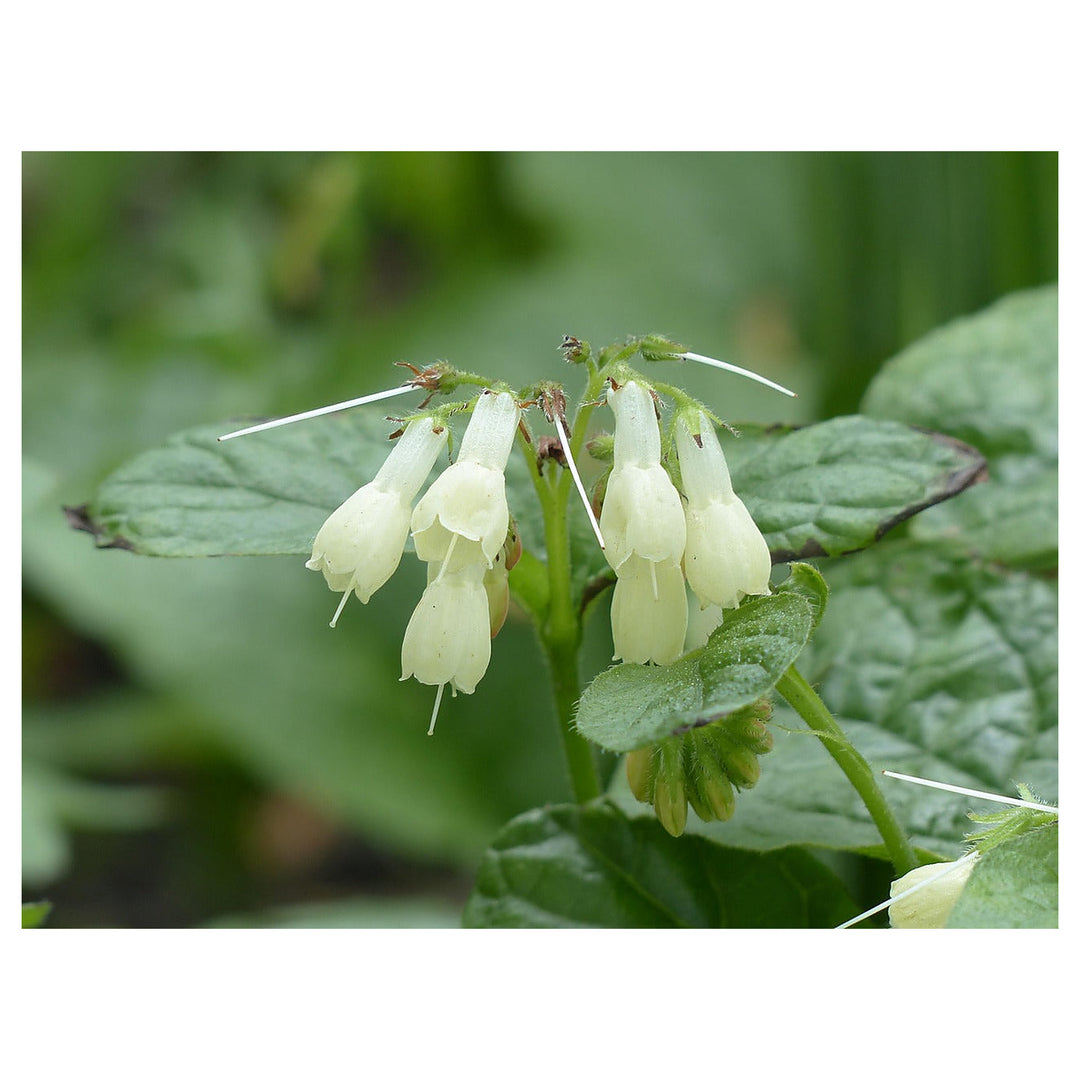 Heirloom Non-GMO Symphytum Flower Seeds – White Beauty Blooms for Garden Planting | Neera Seeds product photo [neera-v4-5b343b3bc6248db6c9b0]