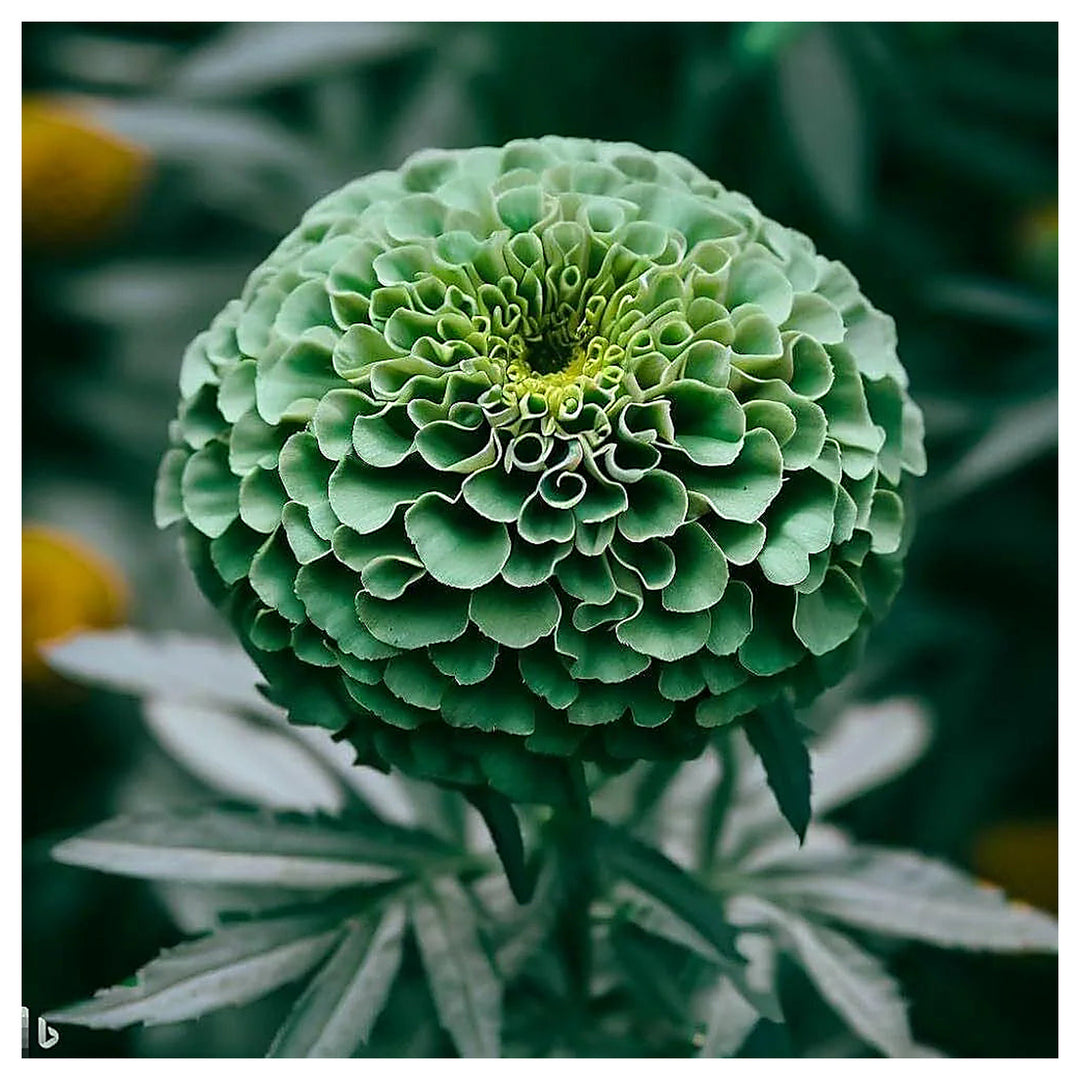 Green Zinnia Elegans Flower Seeds for Planting – Non-GMO, Heirloom, Vibrant Garden Blooms | Neera Seeds product photo [neera-v4-5b4da456e4cb6eb499bf]