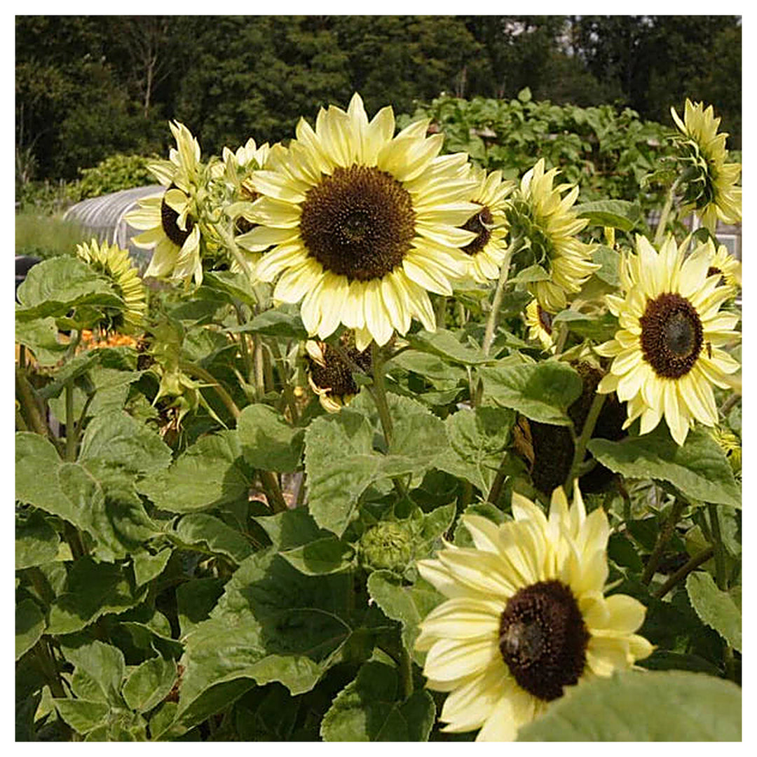 Lemon Sunflower Seeds for Planting – Heirloom Non-GMO Flower Seeds, High Germination Organic Home Garden Blooms | Neera Seeds product photo [neera-v4-5b5b34ac18fe2a0b70a2]