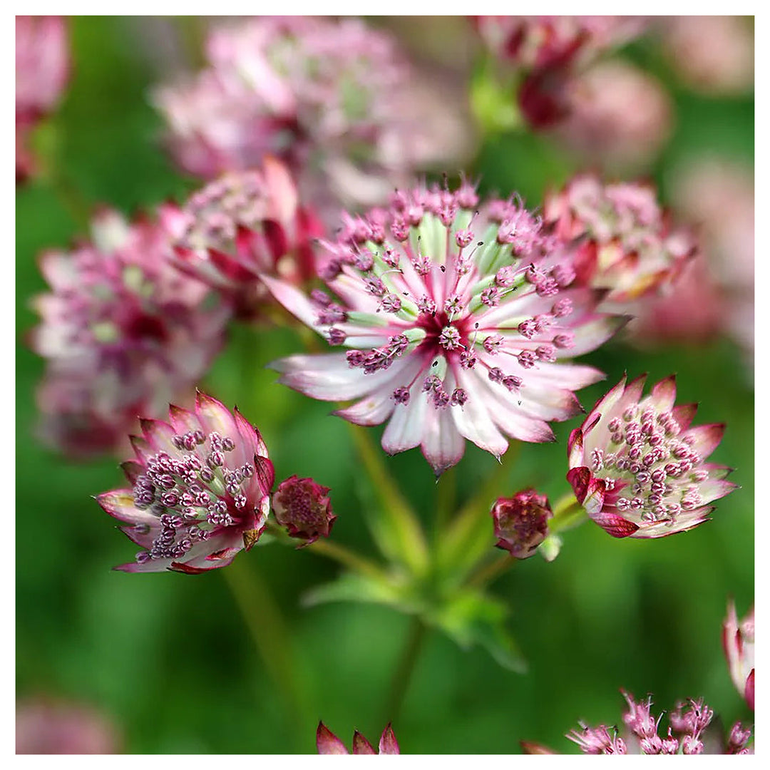 Heirloom Non-GMO Pink Masterwort Flower Seeds for Elegant Cottage and Cutting Garden Planting | Neera Seeds product photo [neera-v4-5b5efcb7185fc258304e]
