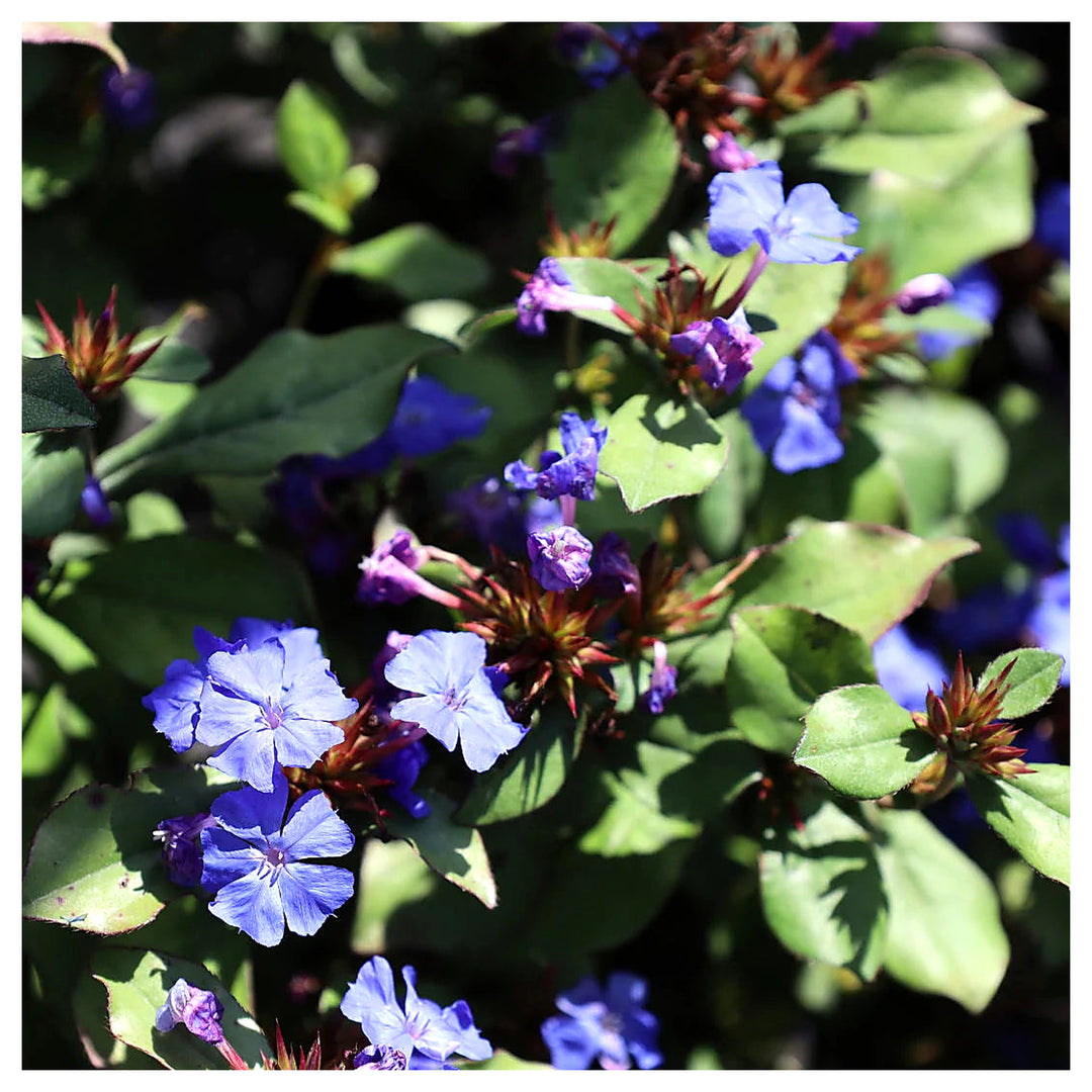 Ceratostigma Plumbaginoides Flower Seeds – Non-GMO, Heirloom Seeds for Garden Planting | Neera Seeds product photo [neera-v4-5b6a6be54a06b9771a09]