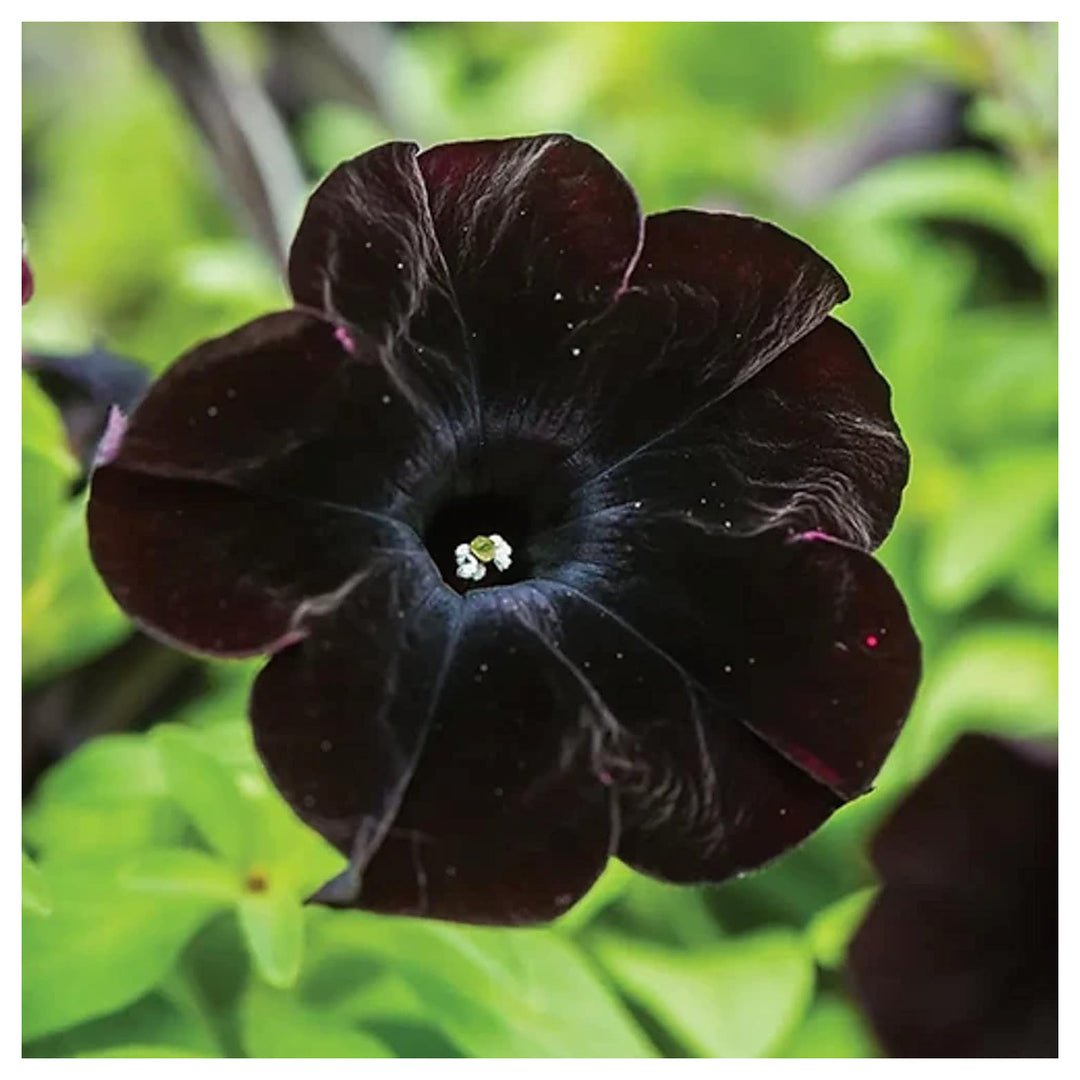 Black Cat Petunia Seeds for Planting – Heirloom Non-GMO High Germination Organic Garden Flower Seeds | Neera Seeds product photo [neera-v4-5b6d93128ea1e2358036]