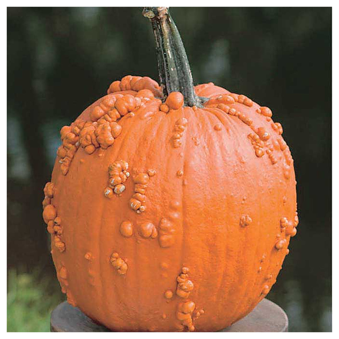 Knuckle Head Pumpkin Seeds for Planting – Non-GMO, Heirloom, High Germination Organic Garden Seeds | Neera Seeds product photo [neera-v4-5b8d0db8b828eacde9cc]