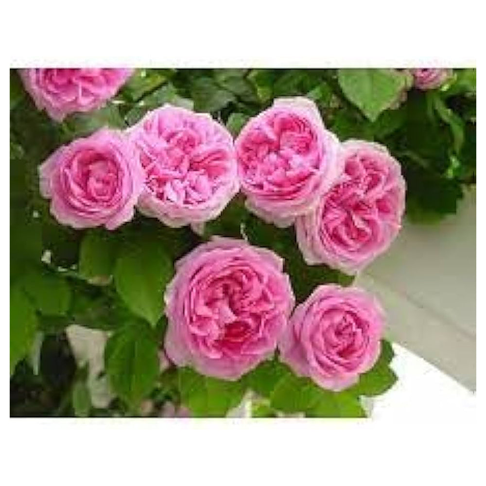 Pink Damask Flower Seeds for Planting – Heirloom, Fragrant, Non-GMO Blooms | Neera Seeds product photo [neera-v4-5b91dc9376ad5a9b1d2d]