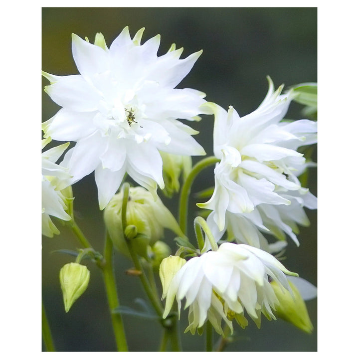 Heirloom Barlow Columbine Flower Seeds for Planting – Non-GMO, Organic Garden Seeds with High Germination | Neera Seeds product photo [neera-v4-5b93b022f0c7aef7bb5e]