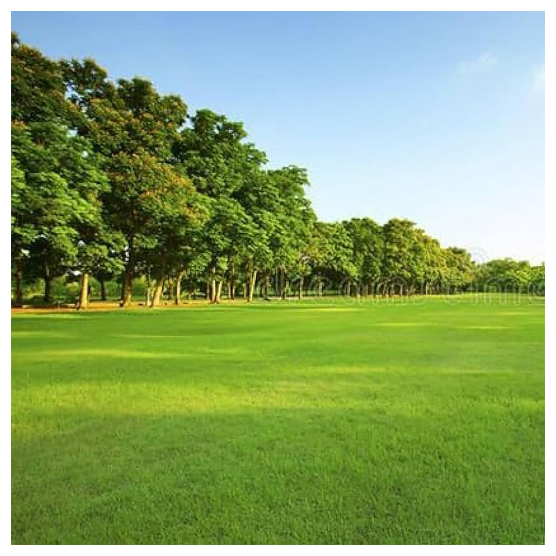 Turfgrass Evergreen Lawn Golf Villa Fields Flower Seeds Home Garden Planting, Fragrant Organic | Neera Seeds product photo [neera-v4-5ba1deeb8dfcb643fecb]