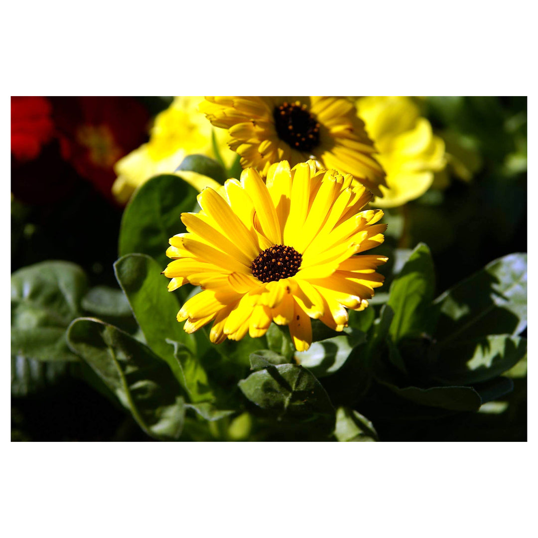 Green Gulsarfi Calendula Flower Go Garden Flower Seeds Home Garden Planting, Vibrant | Neera Seeds product photo [neera-v4-5ba8b2f0558ea5c163cc]