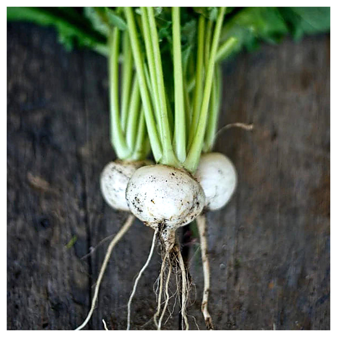 Tokyo Cross Turnip Vegetable Seeds for Planting – Heirloom, Non-GMO Organic Garden Seeds | Neera Seeds product photo [neera-v4-5bba0840e6e2e6d10b71]