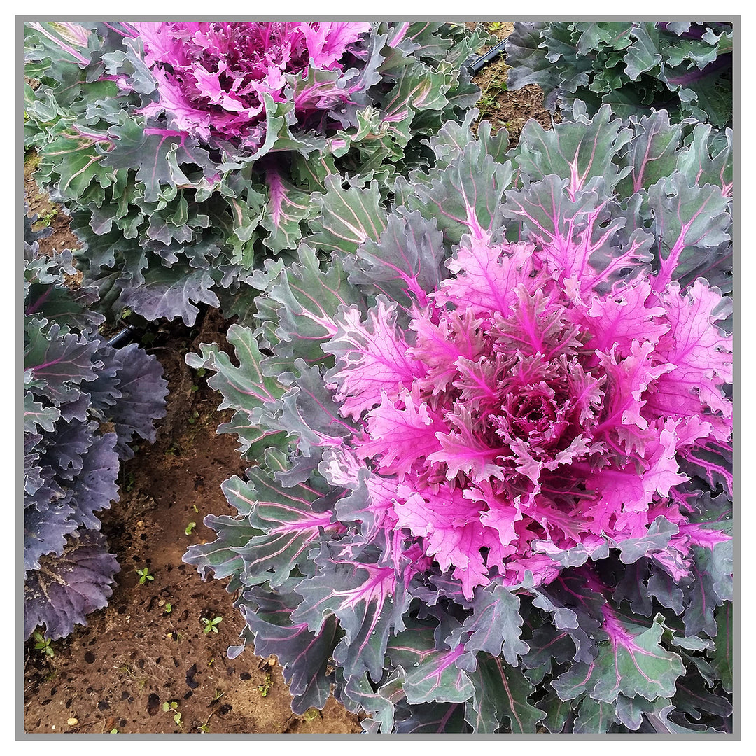 Heirloom Non-GMO Purple Kale Flower Seeds for Planting | High Germination Organic Garden Seeds | Neera Seeds product photo [neera-v4-5bd4cf6c49fe3d4cedae]