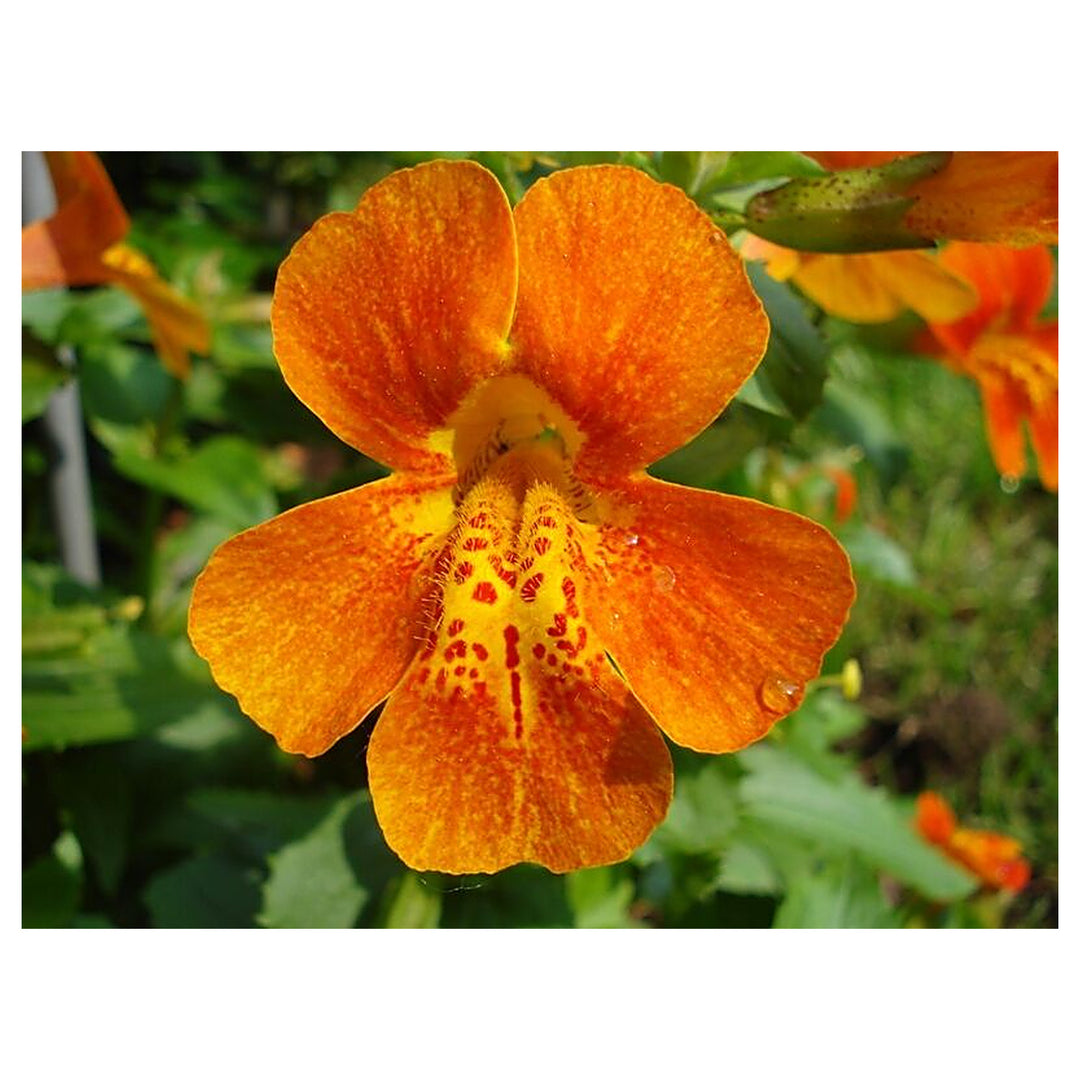 Heirloom Mimulus Flower Seeds, Non-GMO Monkey Flower Blooms for Moist and Shaded Garden Planting | Neera Seeds product photo [neera-v4-5be13fc3c805884c9019]