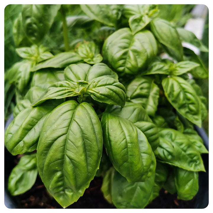 Italian Basil Herb Seeds for Planting – Heirloom, Non-GMO, High Germination Organic Garden Seeds for Culinary Garde | Neera Seeds product photo [neera-v4-5be1989b1e3475632303]
