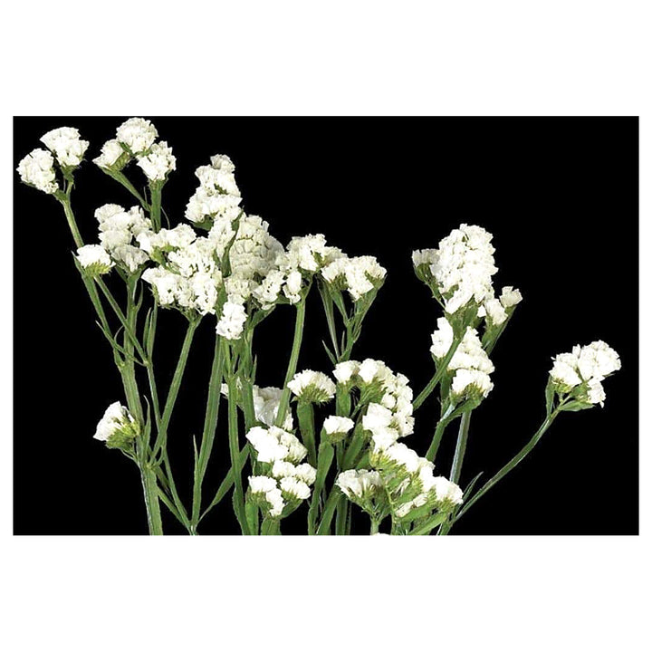 Heirloom Non-GMO Limonium Sinuatum Iceberg Flower Seeds for Planting – White Everlasting Blooms | High Germination | Neera Seeds product photo [neera-v4-5c01fcf726ae46428ca4]