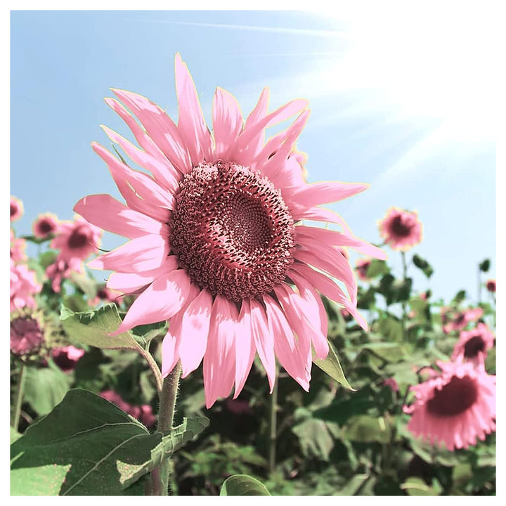 Organic Heirloom Non-GMO Baby Pink Sunflower Seeds for Planting – Unique Garden Blooms | Neera Seeds product photo [neera-v4-5c0d73592f27a83d652e]