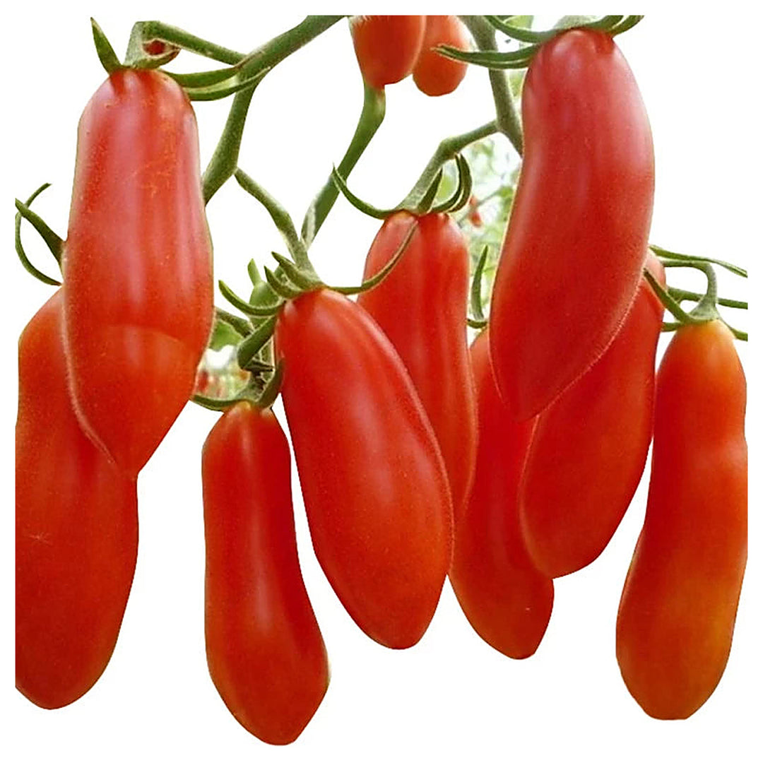 Red Banana Tomato Seeds for Planting – Heirloom, Non-GMO, Organic Garden Seeds, High Germination | Neera Seeds product photo [neera-v4-5c1a773f753b0eb3c95e]