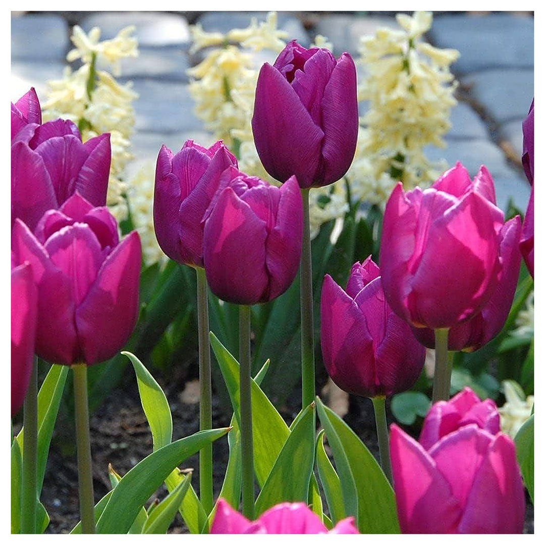 Purple Genuine Tulip Bulbs Planting Spring Garden Flowers Flower Seeds Home Garden | Neera Seeds product photo [neera-v4-5c49fc19e9a97d04fc21]