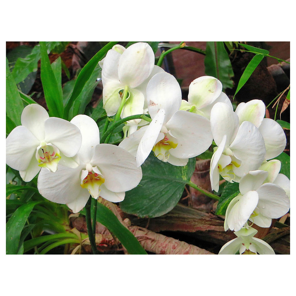 White Cymbidium Orchid Seeds - Heirloom Non-GMO Planting Flower Seeds | Neera Seeds product photo [neera-v4-5c4a098b801ca49ae5d8]