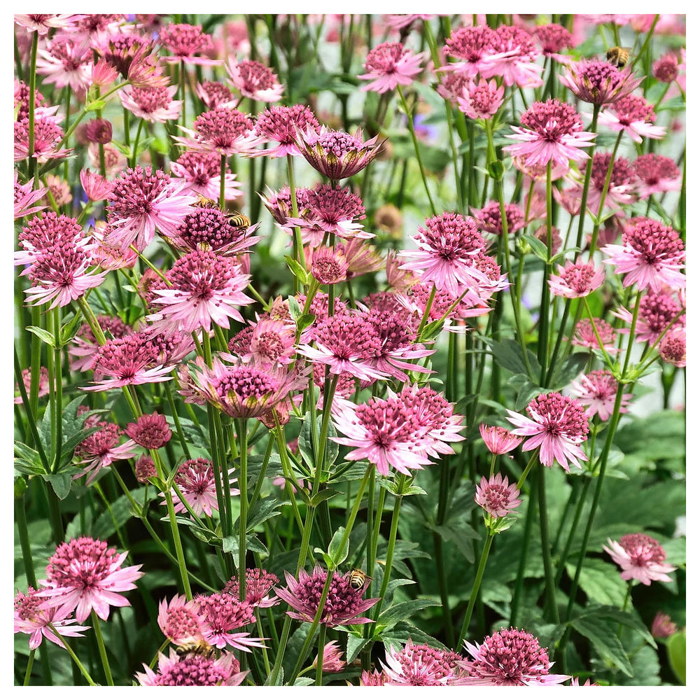 Heirloom Non-GMO Astrantia Pincushion Flower Seeds – Perennial Seeds for Planting, High Germination Organic Garden  | Neera Seeds product photo [neera-v4-5c4d9f0545fb4b8d8c0b]