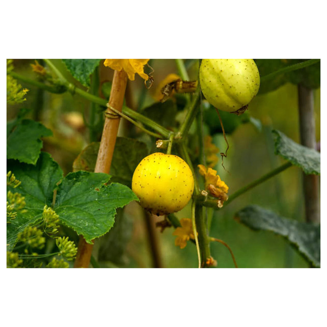Heirloom Lemon Crystal Cucumber Seeds – Citrusy & Refreshing Cucumis sativus for Home Garden, Heirloom & Non-GMO | Neera Seeds product photo [neera-v4-5c5850293181e81ab5cf]