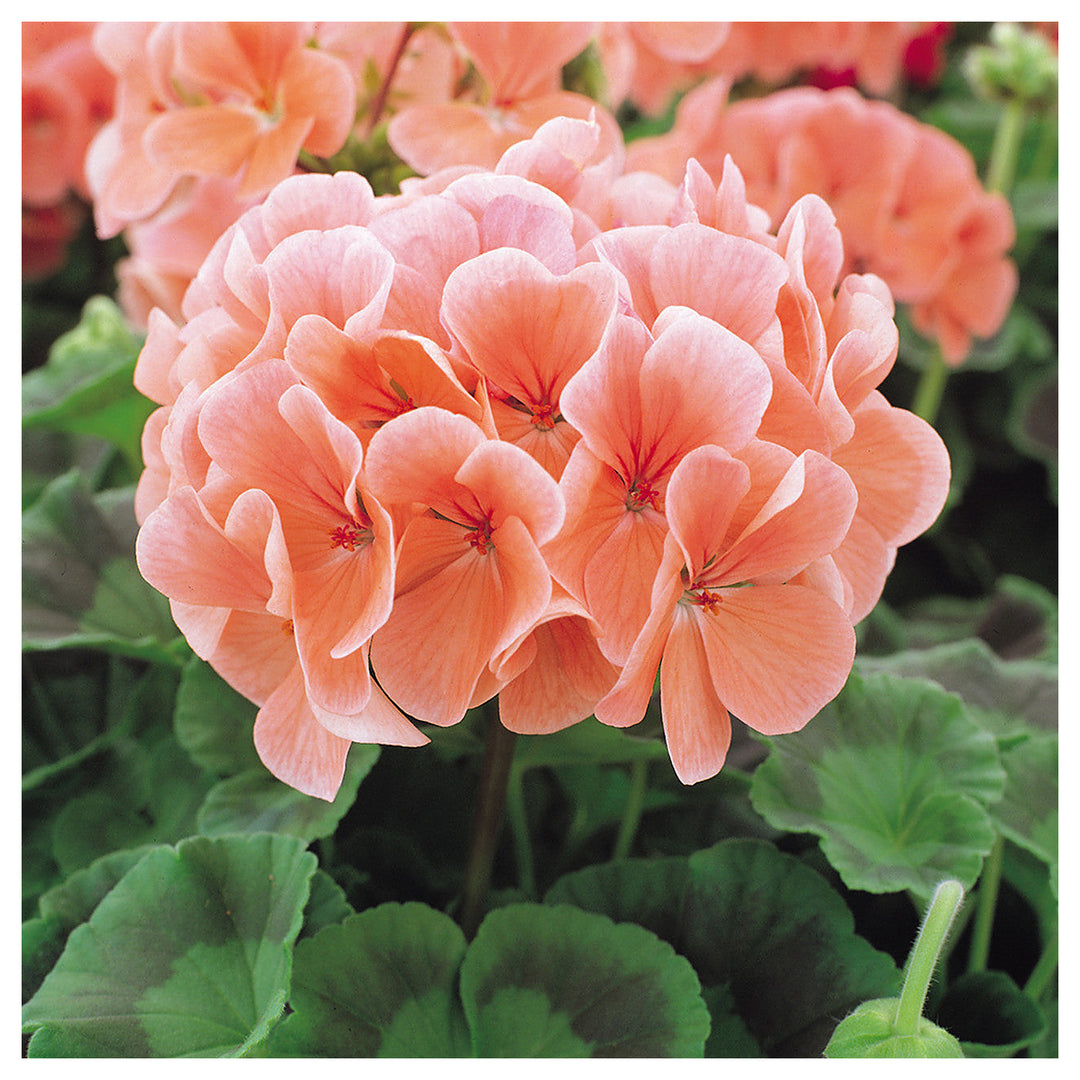 Heirloom Non-GMO Peach Geranium Flower Seeds – High Germination Soft Colorful Blooms for Garden Planting | Neera Seeds product photo [neera-v4-5c5b9a7bae37f3842bf4]