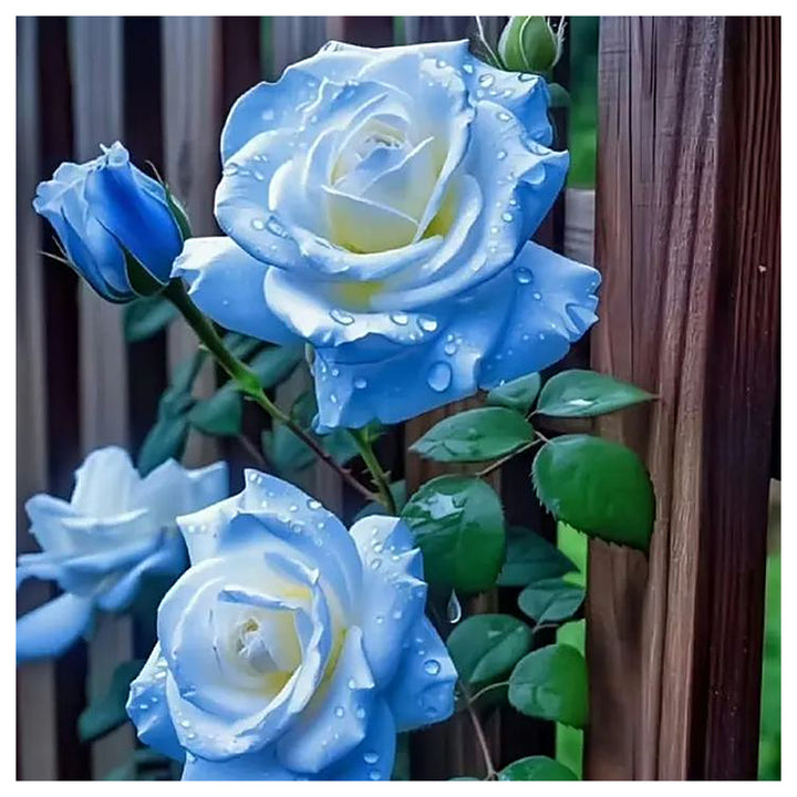 Ice Blue Rose Plant Seeds for Planting Non-GMO Heirloom Garden Seeds for Growing Beautiful Flowers | Neera Seeds product photo [neera-v4-5c72735f82bee40c3bcb]