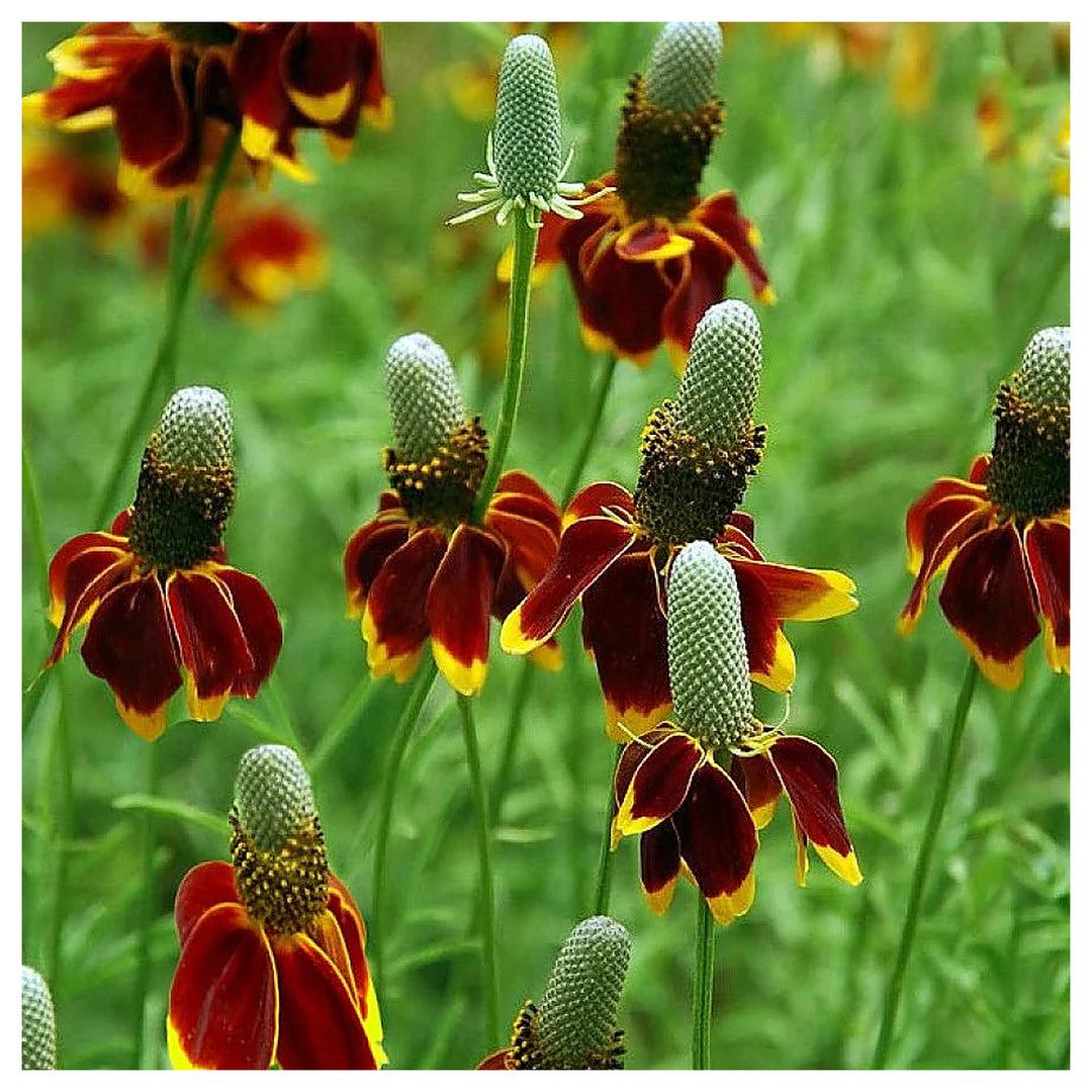 Heirloom Prairie Flower Seeds, Non-GMO Wildflower Mix for Naturalized Garden Planting | Neera Seeds product photo [neera-v4-5c7aeb239f7990eb688e]