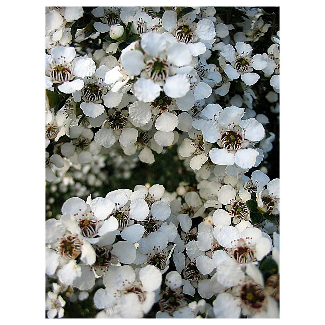 Heirloom Non-GMO Leptospermum Flower Seeds – High Germination Organic Garden Seeds for Tea Tree Blooms | Neera Seeds product photo [neera-v4-5c7b500ab4ce9325584c]
