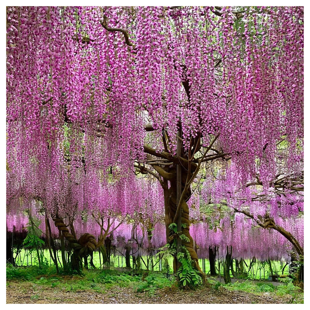 Japanese Wisteria Floribunda Planting Rare Viola Wood Flower Flower Seeds Home Garden | Neera Seeds product photo [neera-v4-5c7b52165098e2eed156]
