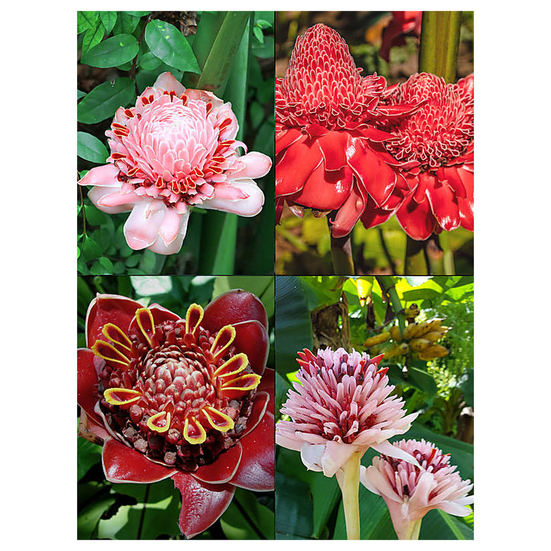 Mixed Colour Etlingera Elatior Torch Ginger Flower Seeds – Heirloom, Non-GMO, High Germination Organic Garden Seeds | Neera Seeds product photo [neera-v4-5c7c114e010f1943d716]