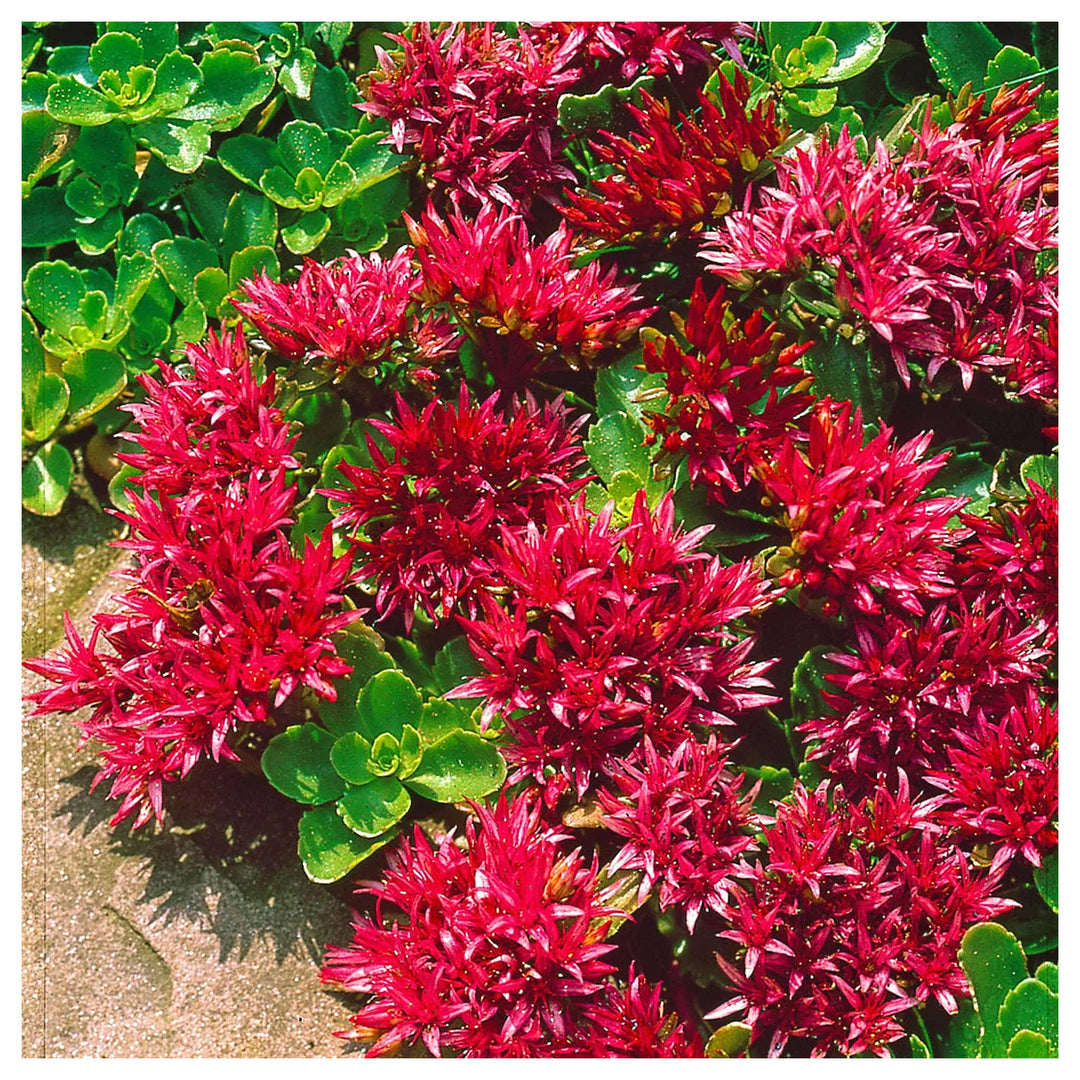 Heirloom Non-GMO Red Sedum Flower Seeds for Planting – Colorful Drought-Tolerant Ground Cover Seeds | Neera Seeds product photo [neera-v4-5c8bfdbadcb044a861cf]