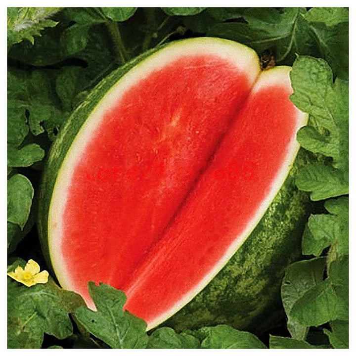Seedless Watermelon Fruit Seeds for Planting – Heirloom Non-GMO High Germination Organic Garden Seeds | Neera Seeds product photo [neera-v4-5c90fbcca183daf0603e]