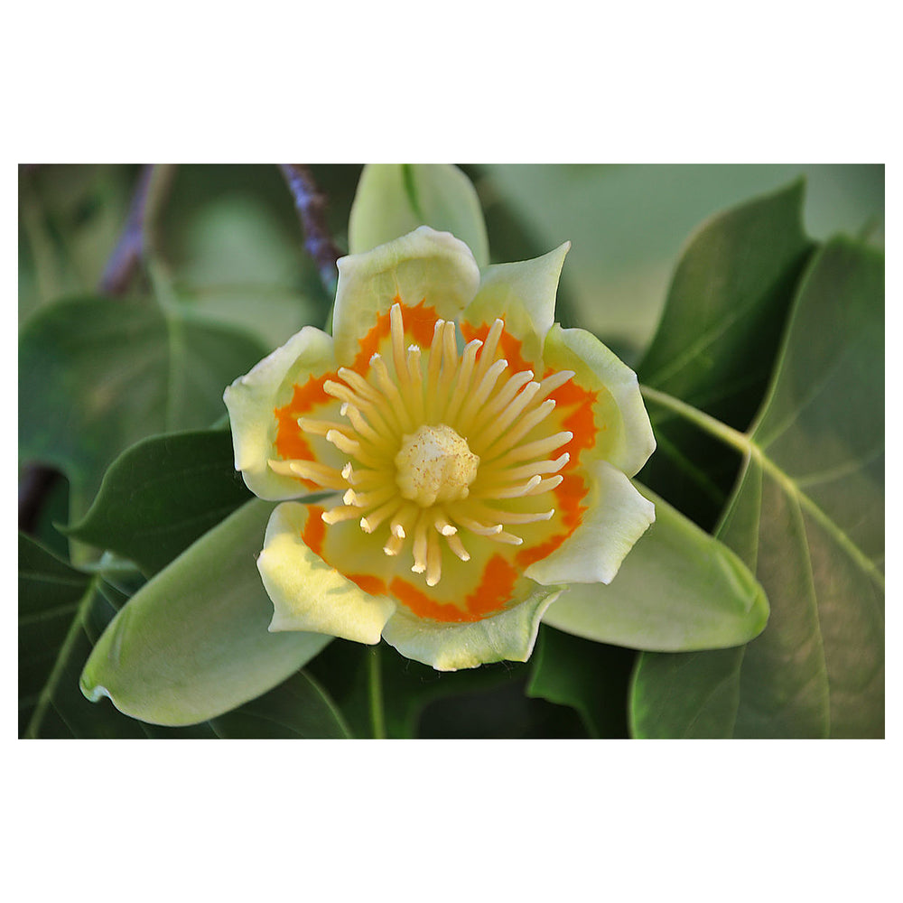 Liriodendron Tulipifera Flower Seeds – Non-GMO, Heirloom, Fast-Growing Trees, High Germination Organic Seeds | Neera Seeds product photo [neera-v4-5c9776ddf72322abaae6]