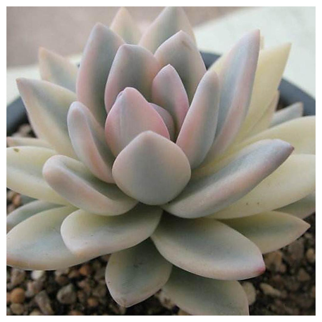 Heirloom Non-GMO Pachyphytum Flower Seeds for Planting – Succulent Blooms for Rock Gardens | High Germination | Neera Seeds product photo [neera-v4-5c9eb40ef2ddf3138ad8]